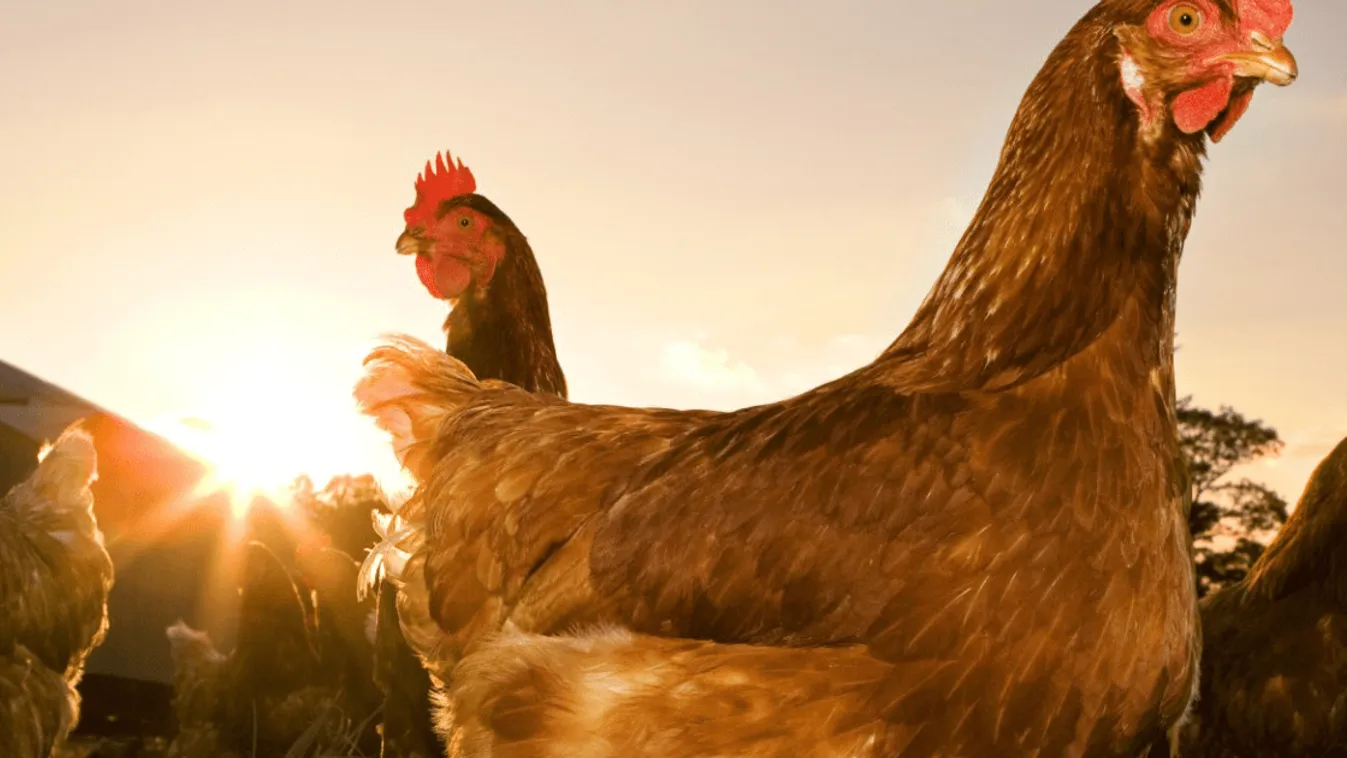 Bajban van a hazai baromfiágazat