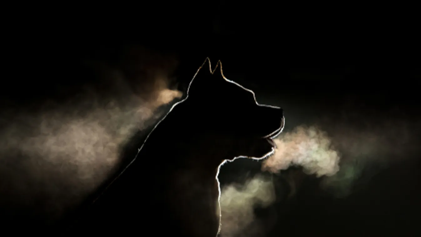 Állatviadalokat számoltak fel Nagykőrös külterületén