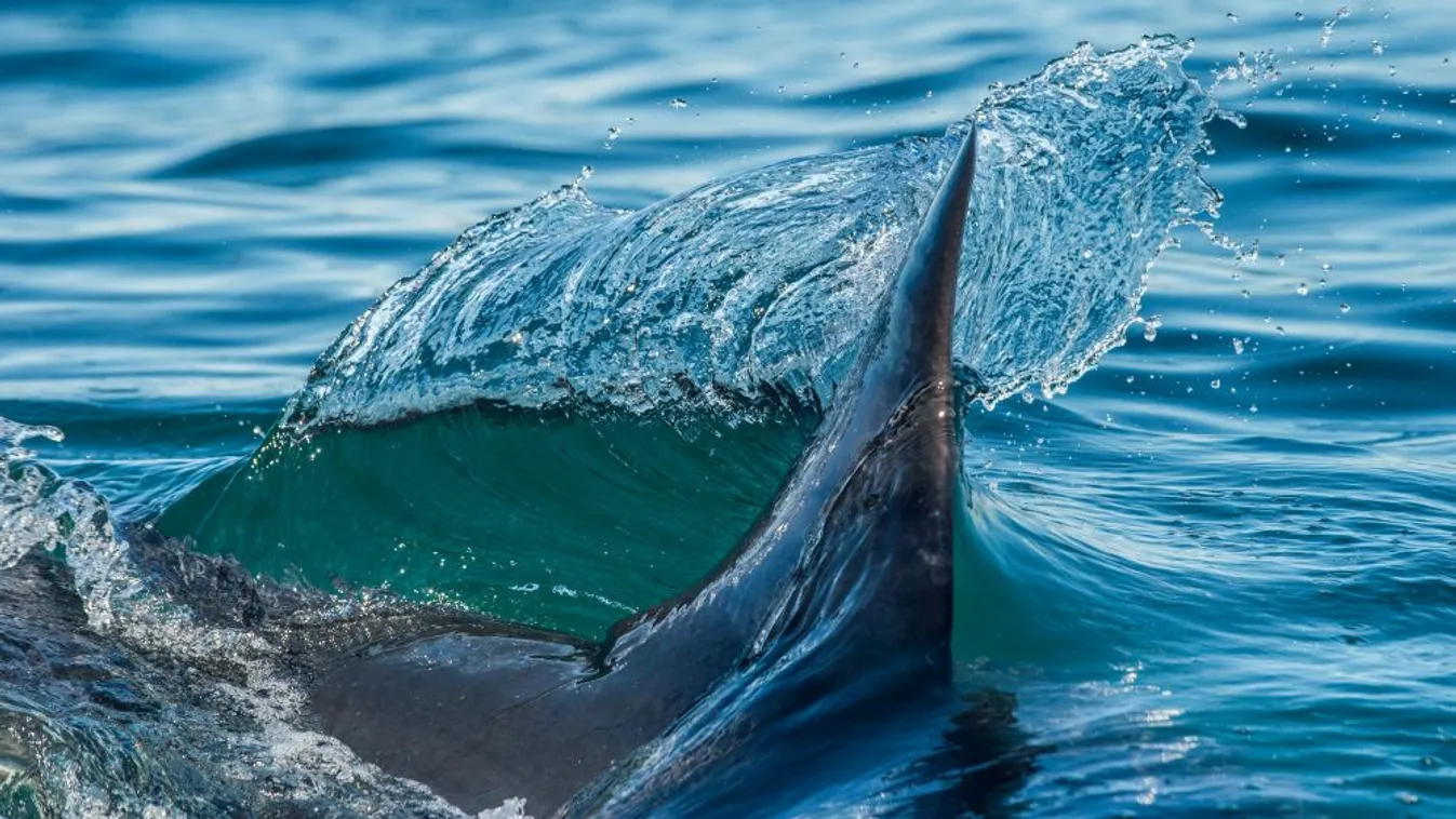 Cápa végzett egy nővel a Karib-tengerben