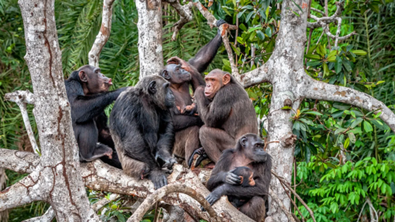 Leprás csimpánzokat fedeztek fel az afrikai dzsungelben