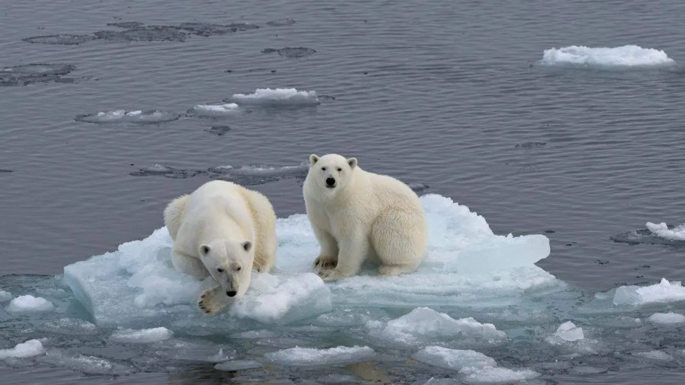 Mintegy 57 százalékkal gyorsabban olvad a Föld jege, mint 30 éve