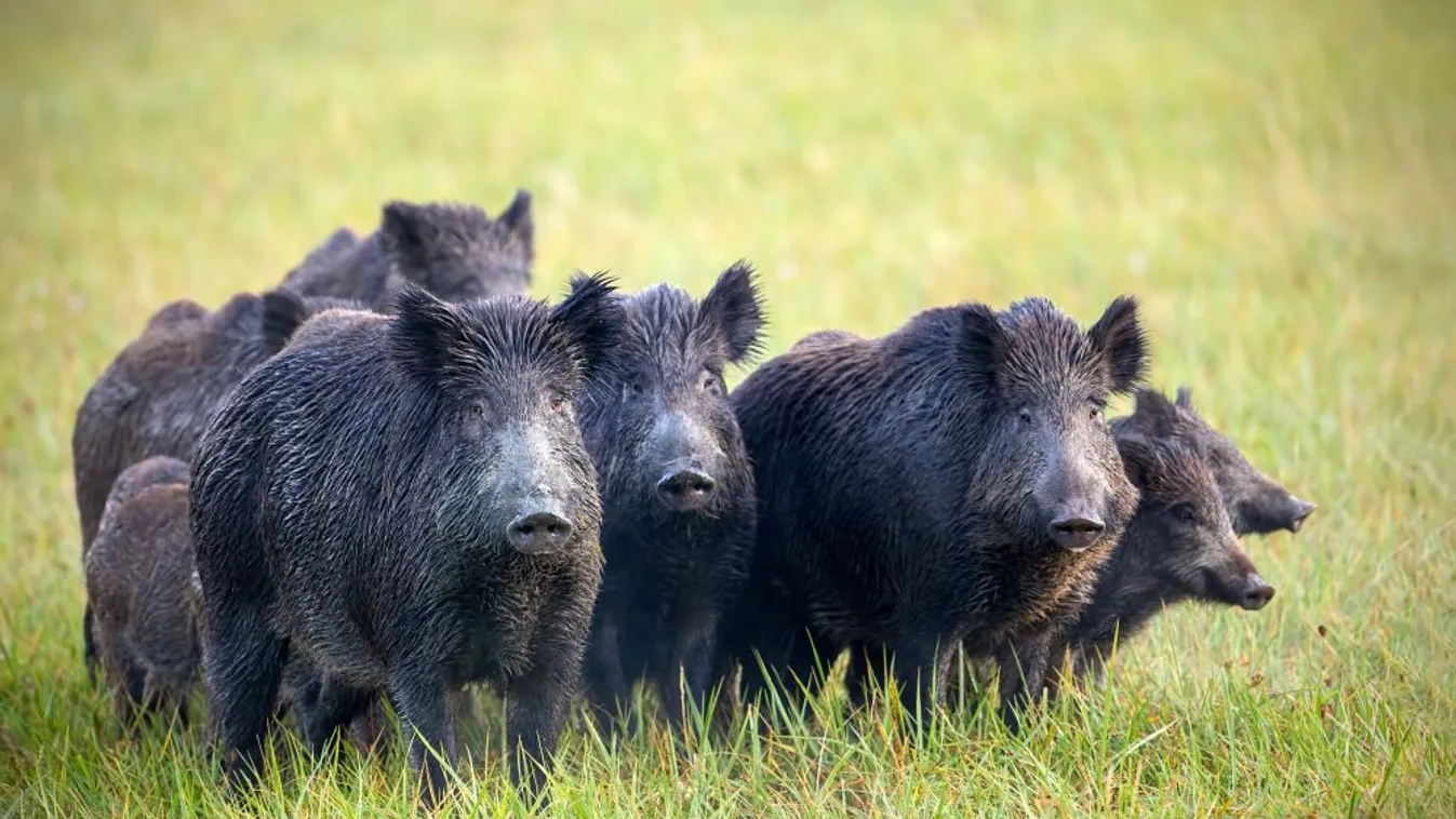 Vaddisznók túrták szét a falu focipályáját