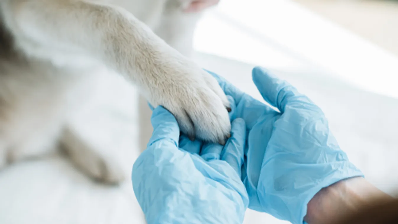 Megalakult az Állatorvostudományi Egyetem Állatvédelmi Központja