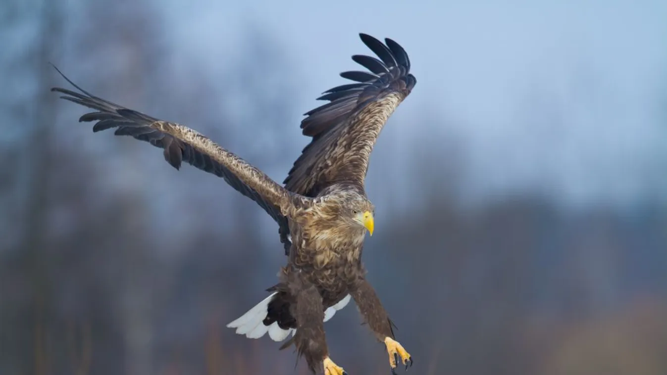 Jön az országos sasszámlálás