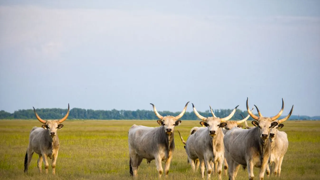7537 milliárd forint érkezik a magyar vidék erősítésére