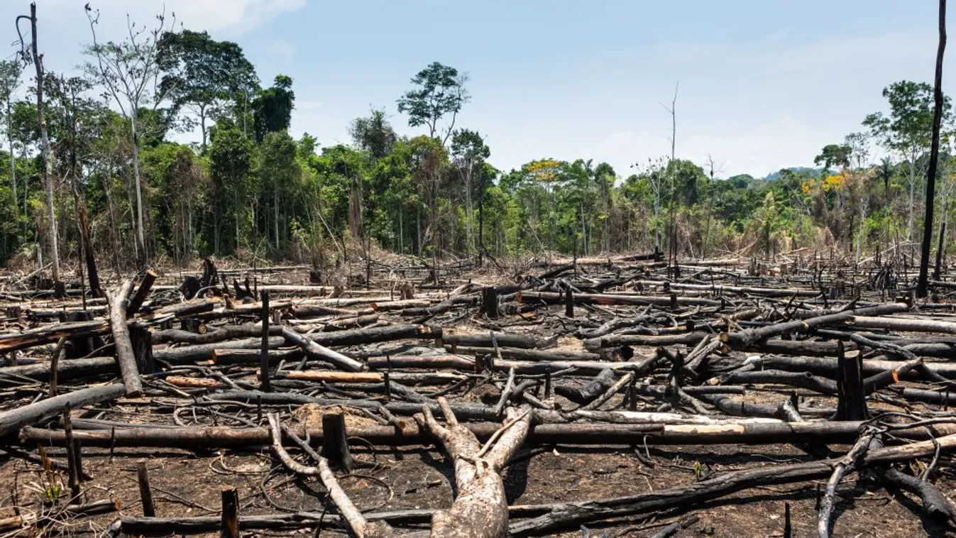 Tavaly is hatalmas területeket pusztítottak el az Amazonas esőerdőiben