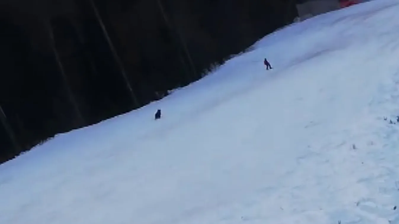 Síelőt üldözött a medve