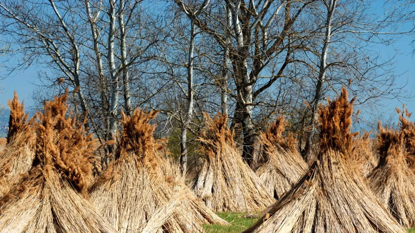 Februárban kezdődhet a balatoni nádaratás