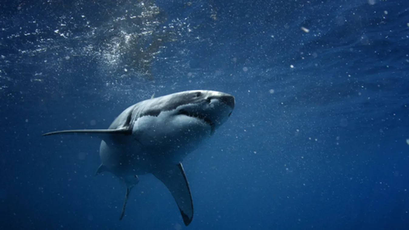 Cápa végzett egy fürdőzővel Új-Kaledónián