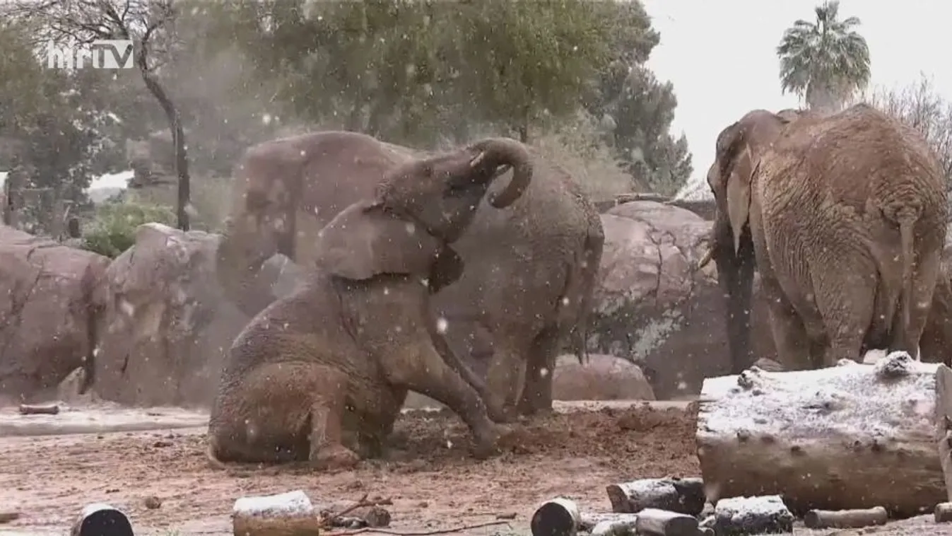 Örültek a hóesésnek az arizonai vadaspark elefántjai