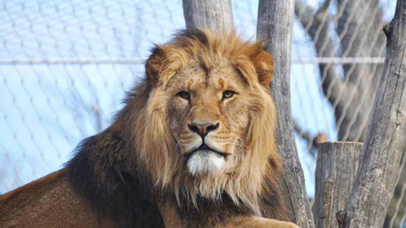 Oroszlán támadt gondozónőjére egy német állatkertben