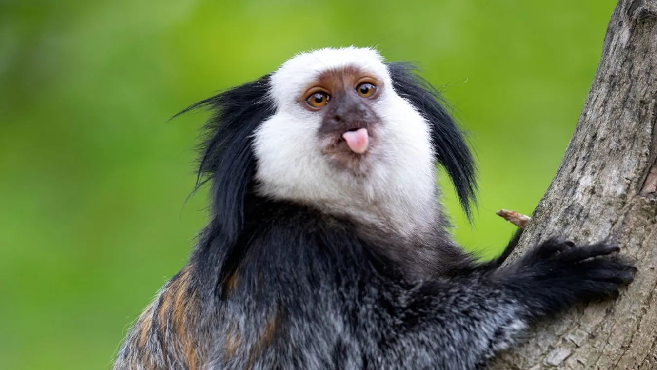 Az együttműködő viselkedést részesítik előnyben a selyemmajmok