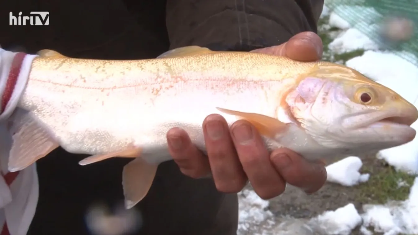 Soroló: Pisztráng mustrán Lillafüreden