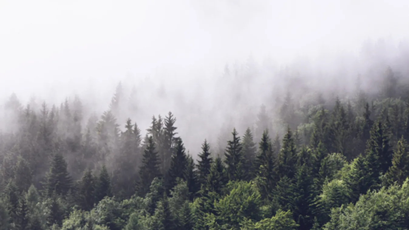 Ötödik alkalommal szerveznek online erdőismereti vetélkedőt középiskolásoknak