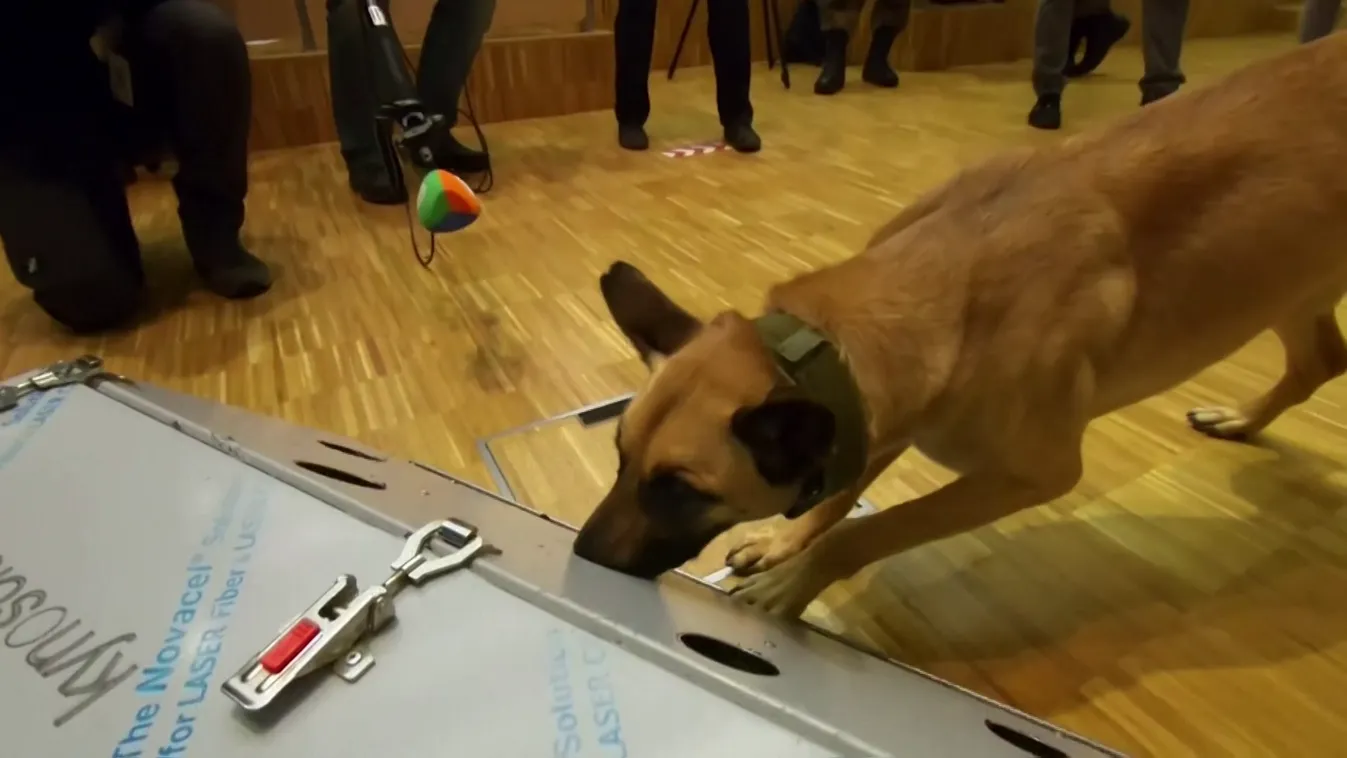 Kiszagolják a betanított kutyák az új típusú koronavírust