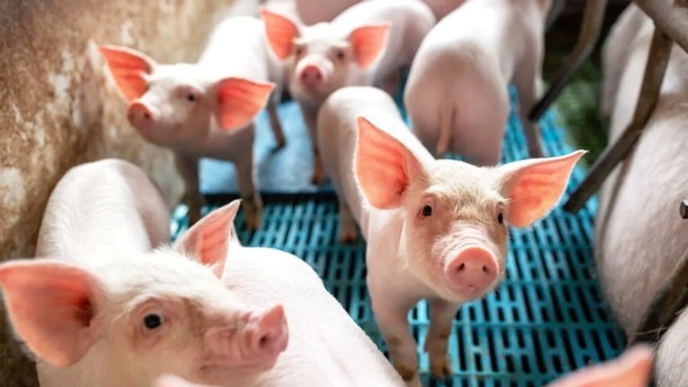 AM: Pályázati lehetőség állattartó telepek járványvédelmi korszerűsítésére