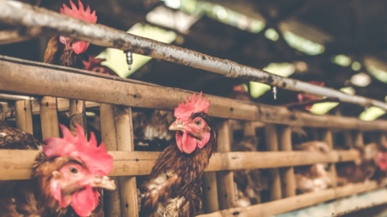 Oroszországban emberre terjedt át a madárinfluenza