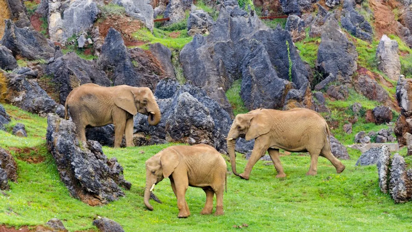 Hatalmas erővel sújtott le gondozójára egy elefánt