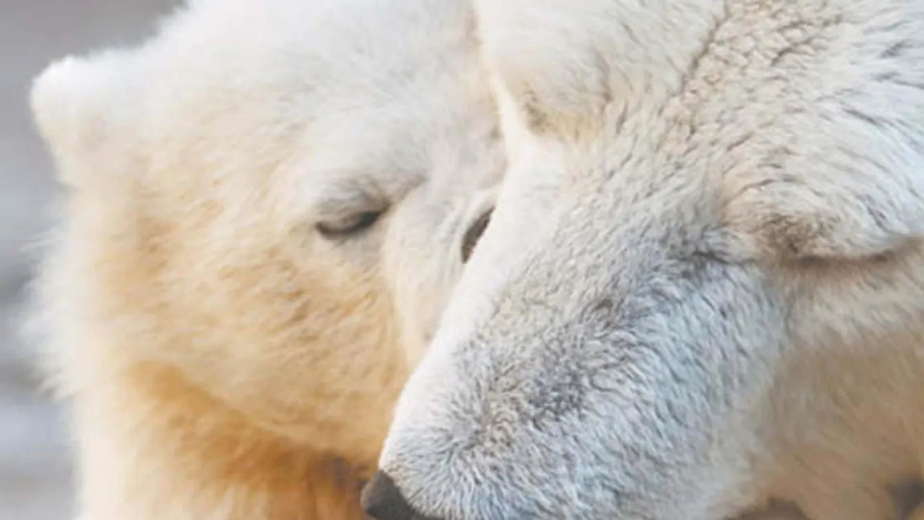 Jegesmedveikrek születtek a detroiti Állatkertben