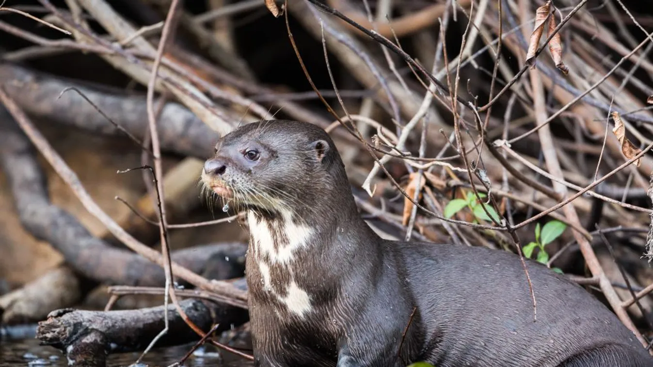 A közönség dönthet a budapesti állatkertben élő egyik óriásvidra-kölyök nevéről