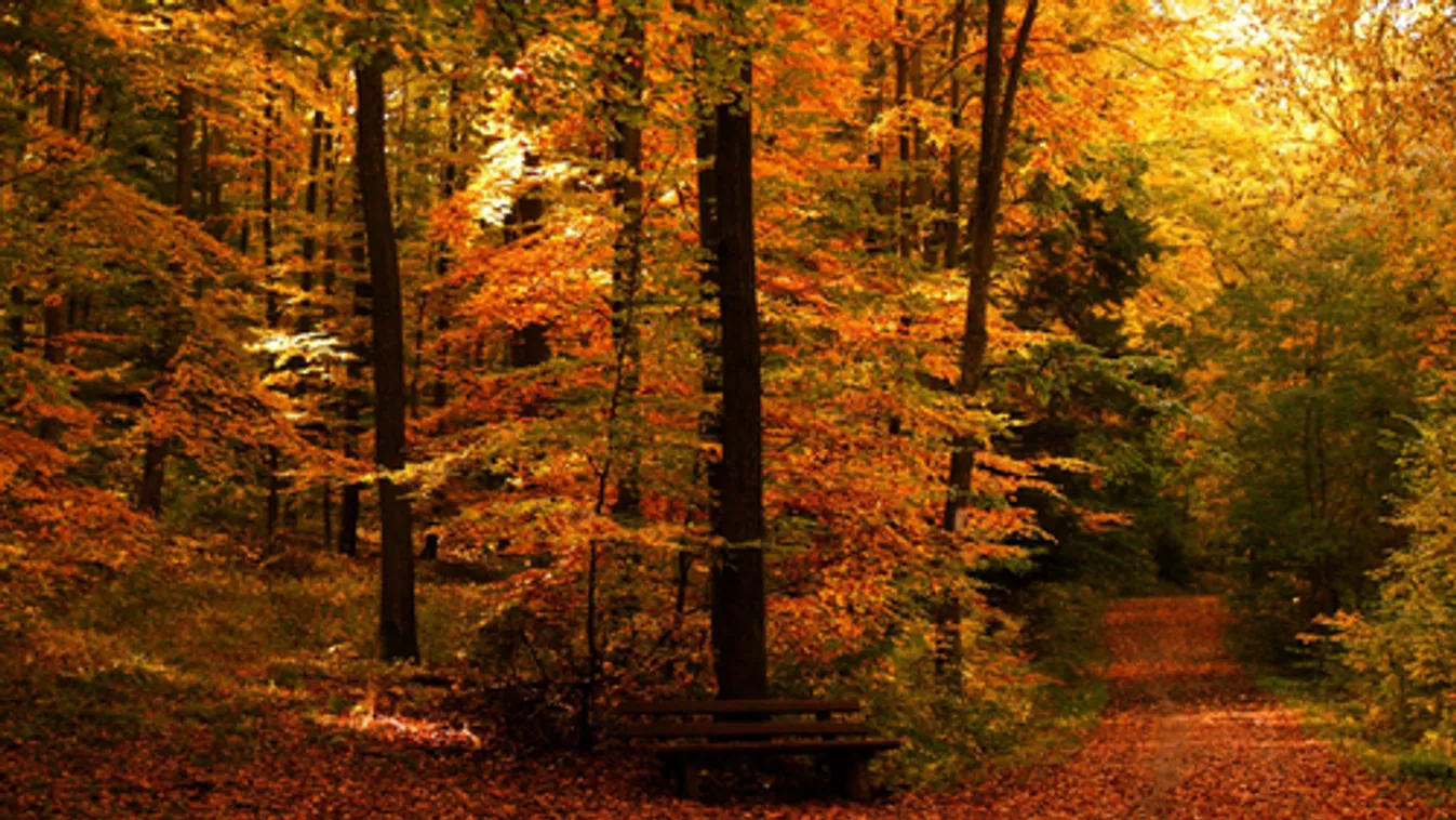 Erdőket fejleszt Budapesten a Pilisi Parkerdő Zrt.