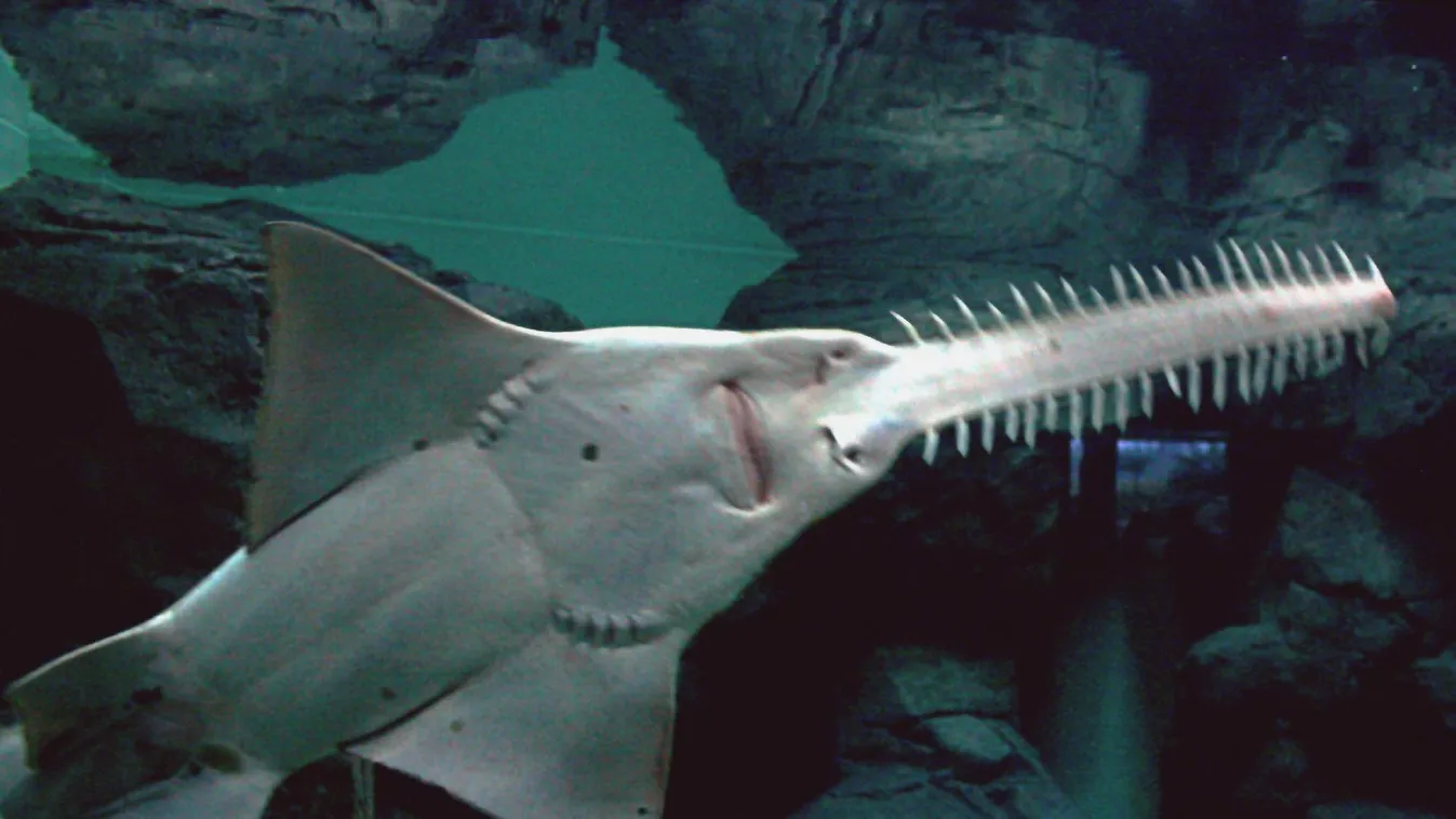 Kihalás fenyegeti a fűrészesrájaféléket