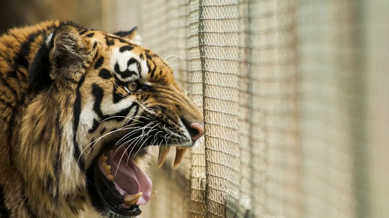 Megölte gondozóját egy tigris