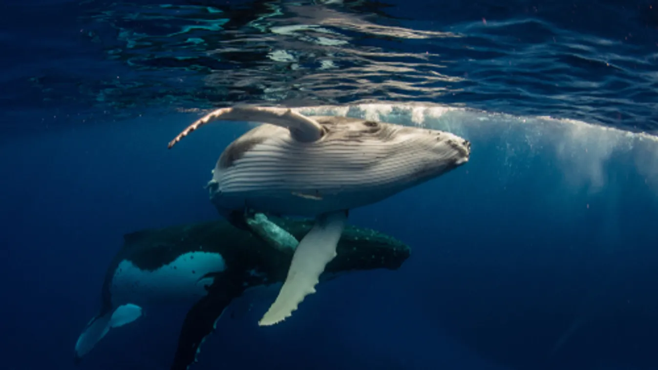 A víz alatti zajszennyezés jelentős hatással van a tengeri állatok életére