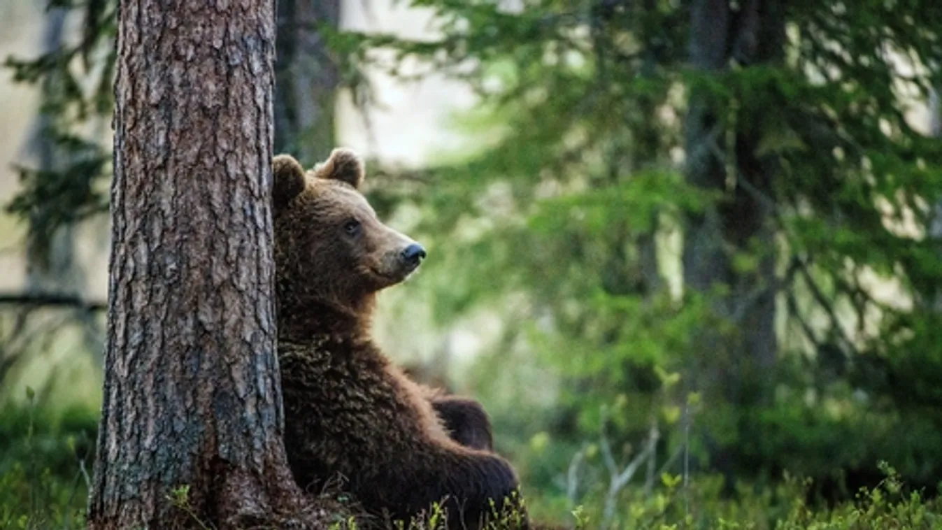Előbújtak a medvék a Szegedi Vadasparkban