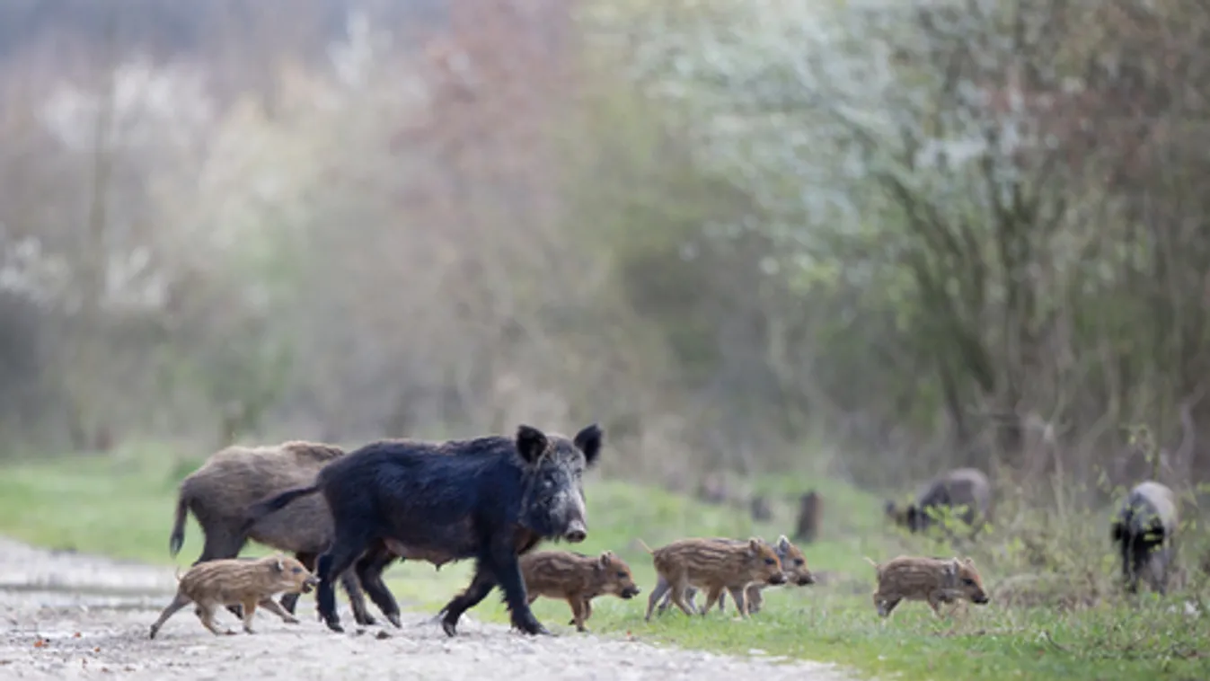 Óvatosságra inti a túrázókat az Agrárminisztérium a vaddisznók ellési időszaka miatt