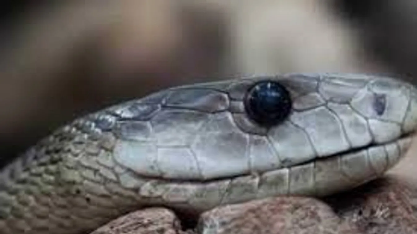 Új kígyófajt fedeztek fel Mianmarban