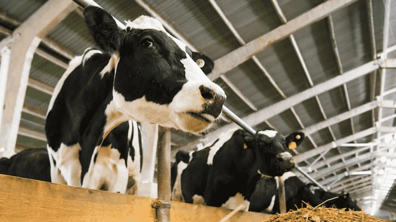 Agrárkamara: Állattenyésztési, tejipari együttműködésekre nyílhat lehetőség Üzbegisztánnal