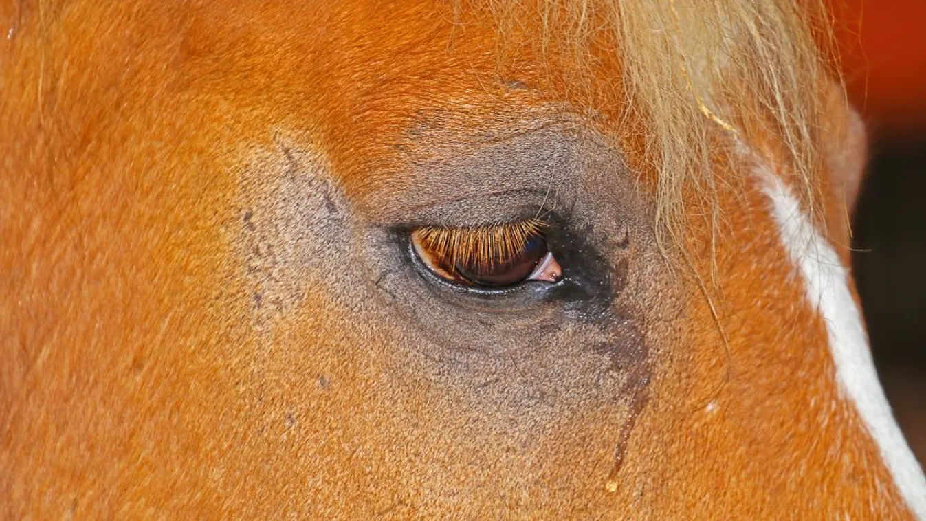 Brutális állatkínzás