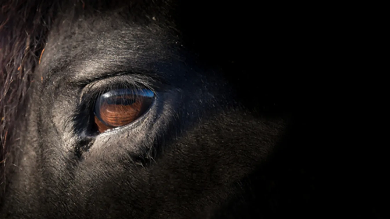 Negyedszázados szünet után olimpiai szereplésre törekszik a magyar lovassport