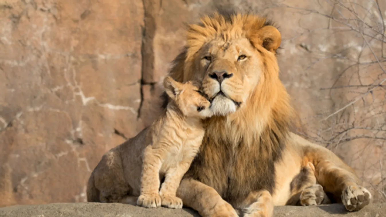 Vazektómiát hajtottak végre egy holland állatkert oroszlánján