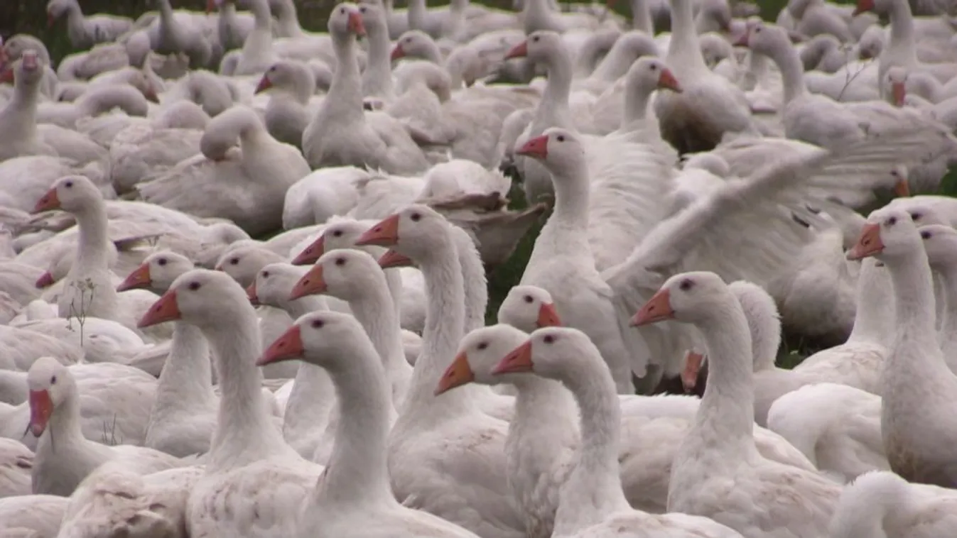 Soroló: Három csapás sújtotta a hazai baromfiágazatot