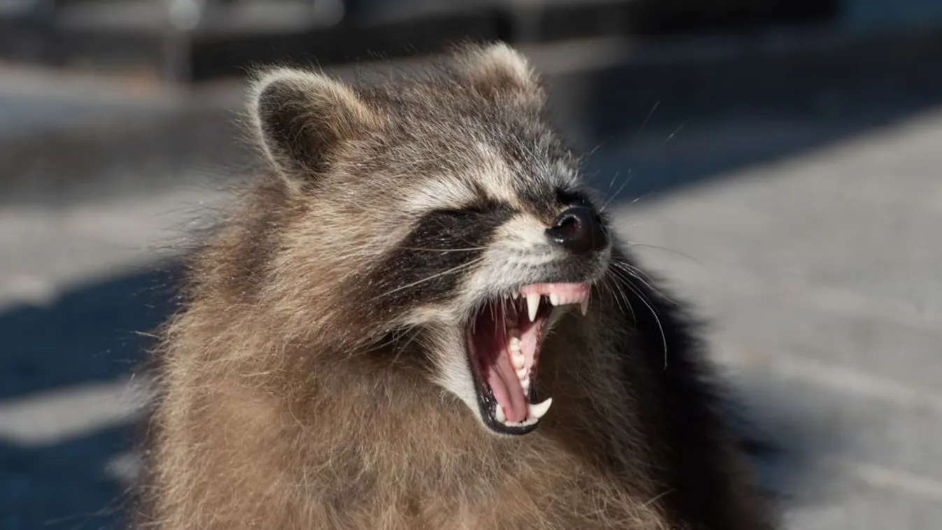 Egyre emelkedik a mosómedve-ember konfliktusok száma