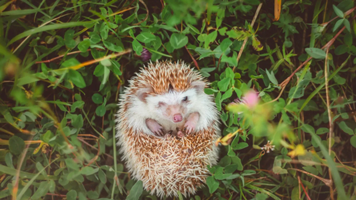 MME: Vigyázzunk a sünökre a tavaszi kertrendezés idején!