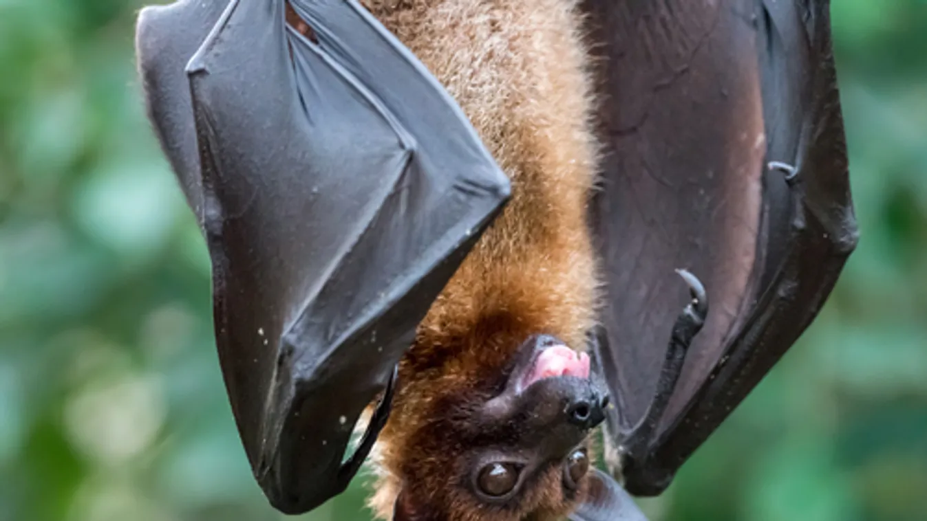 A denevérek védelmére és ökológiai szerepére hívja fel a figyelmet a budapesti állatkert