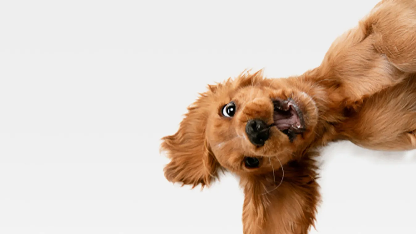 Ivartalanítási programot indított a Nébih