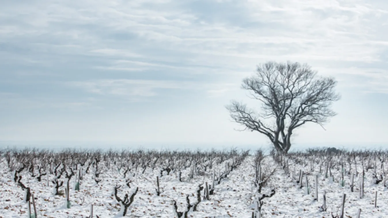 A francia kormány egymilliárd euróval segíti a fagykárt szenvedett gazdákat