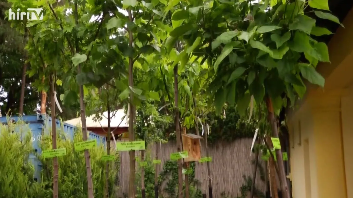 Soroló: Fásítás országszerte