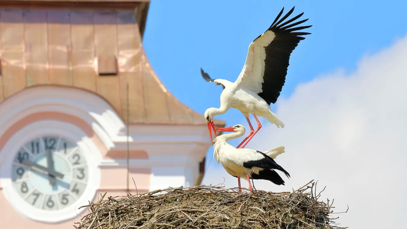 Megalakult a Nemzeti Állatvédelmi Tanács