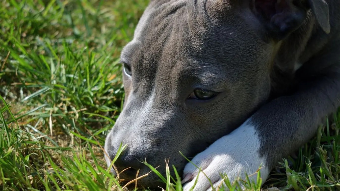 Halálra éheztette a megkötött kutyát