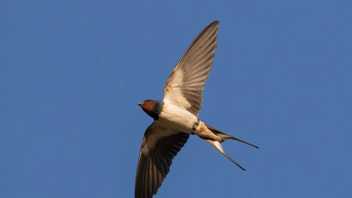 Eltűntek a verebek és a fecskék az országból: teljesen átalakult a hazai madárvilág