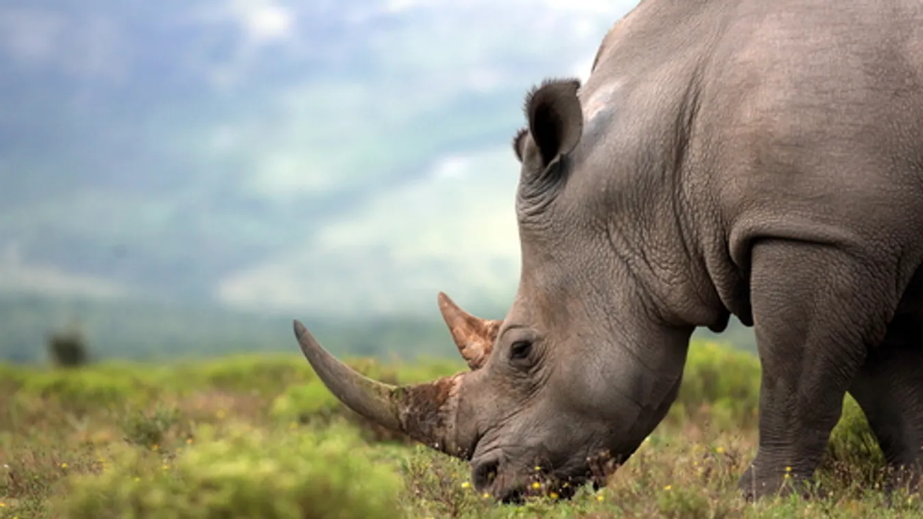 Tigris- és elefánttámadások hátráltatják az orrszarvúszámlálást Nepálban