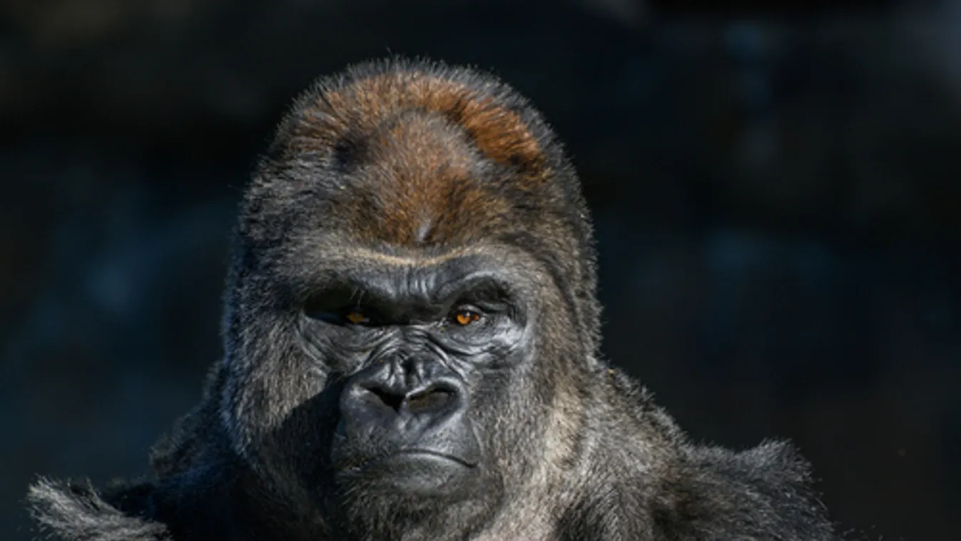 A gorillák kommunikációjának titkait tárta fel egy új kutatás