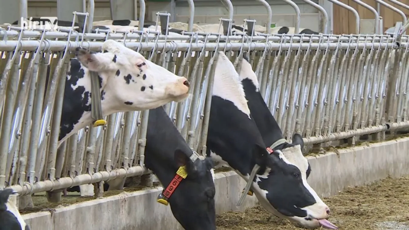 Soroló: Digitális tenyésztés