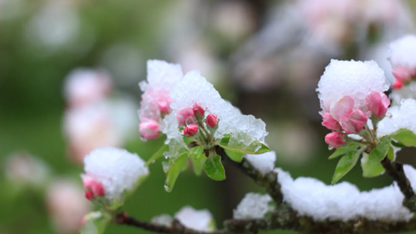 Nagy István: a faggyal küzdenek a gazdák