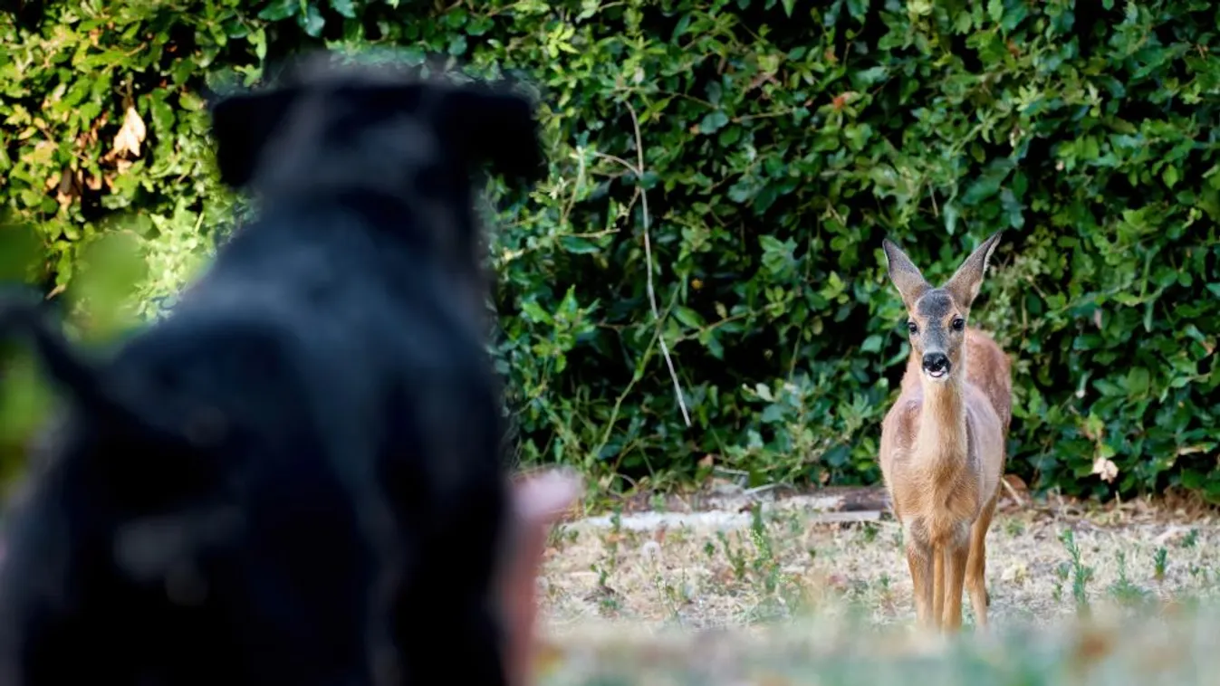Mindig legyen póráz a kutyákon az erdőben